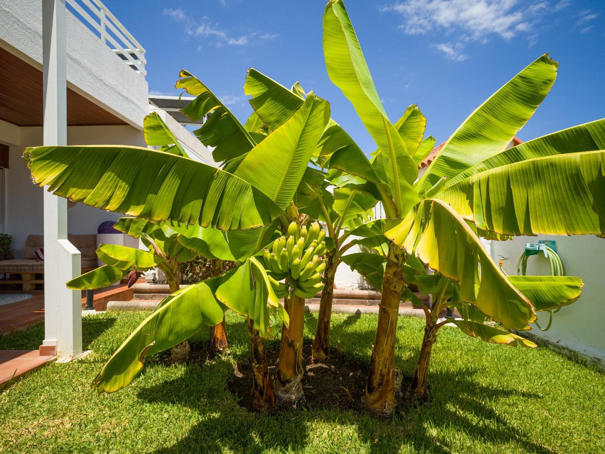 Banana House In Top Location By Tenpropertiesgc Maspalomas  Dış mekan fotoğraf